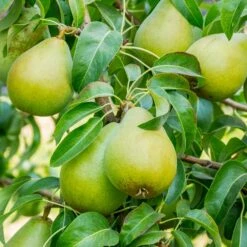 5-in-1 Pear Surprise Tree -Plant Sales Store Bartlett Pear 3 BB
