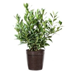 Bay Laurel -Plant Sales Store Bay Laurel 3G Delilah Brown pot