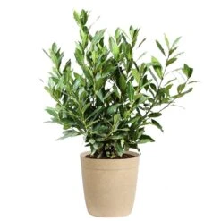 Bay Laurel -Plant Sales Store Bay Laurel 3G Delilah Tan pot