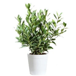Bay Laurel -Plant Sales Store Bay Laurel 3G Delilah White pot
