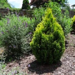 Berckman's Gold Arborvitae -Plant Sales Store Berckmans Arborvitae 1 FGT