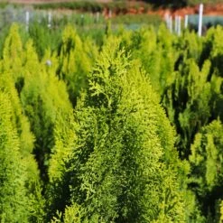 Berckman's Gold Arborvitae -Plant Sales Store Berckmans Arborvitae 8