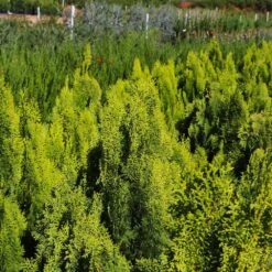 Berckman's Gold Arborvitae -Plant Sales Store Berckmans Arborvitae 9