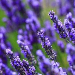 Big Time Blue Lavender -Plant Sales Store Big Time Blue Lavender 450 D2