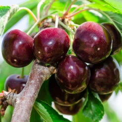 Cherry Pollinator Pack -Plant Sales Store Bing Cherry Tree 2 BB