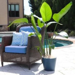 Bird Of Paradise - Orange 10 Bird Of Paradise - Orange -Plant Sales Store Bird of Paradise 5 FGT