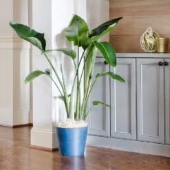 Bird Of Paradise - Orange 11 Bird Of Paradise - Orange -Plant Sales Store Bird of Paradise 9