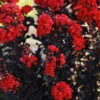 Black Diamond® Radiant Red Crape Myrtle