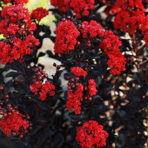Black Diamond® Radiant Red Crape Myrtle 1 Black Diamond® Radiant Red Crape Myrtle