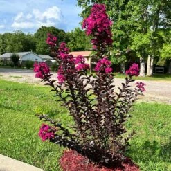 Black Diamond® Crape Myrtle - Mystic Magenta™ -Plant Sales Store Black Diamon Magestic magenta Crape Myrtle31