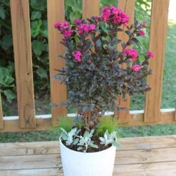 Black Diamond® Crape Myrtle - Mystic Magenta™ -Plant Sales Store Black Diamon Magestic magenta Crape Myrtle 1