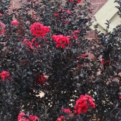 Black Diamond® Crape Myrtle - Best Red™ -Plant Sales Store Black Diamond Crape Myrtle 6 FGT