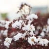 Black Diamond® Crape Myrtle - Pure White™