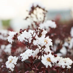 Black Diamond® Crape Myrtle - Pure White™