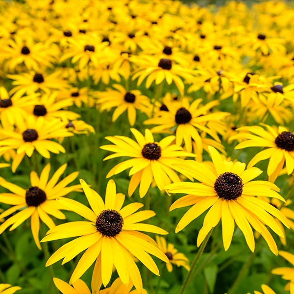 Goldsturm Black-Eyed Susan 1 Goldsturm Black-Eyed Susan
