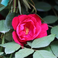 Blaze Improved Climbing Rose -Plant Sales Store Blaze Improved Rose 3 FGT