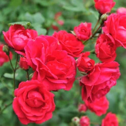 Blaze Improved Climbing Rose -Plant Sales Store Blaze Improved Rose 5 FGT