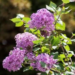 Bloomerang® Lilac Shrub -Plant Sales Store Bloomerang Lilac Shrub 2