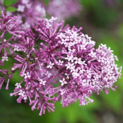 Bloomerang® Lilac Tree -Plant Sales Store Bloomerang Lilac Shrub 5 FGT 0736f998 d271 49c8 b6f9 c5a804ca9df7