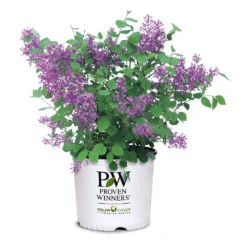 Bloomerang® Lilac Shrub -Plant Sales Store Bloomerang Lilac Shrub 7 3G