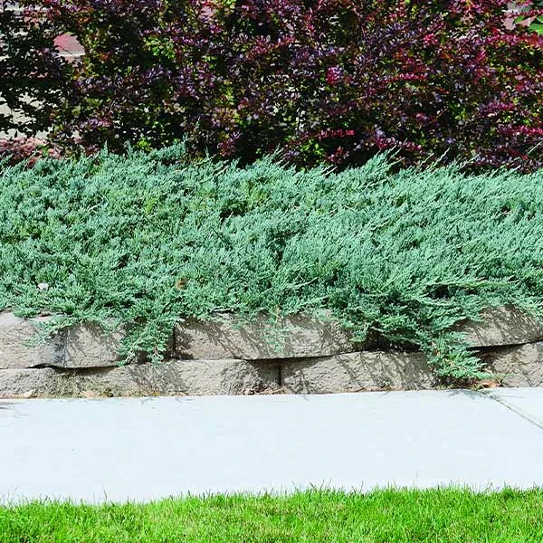 Blue Rug Juniper 1 Blue Rug Juniper