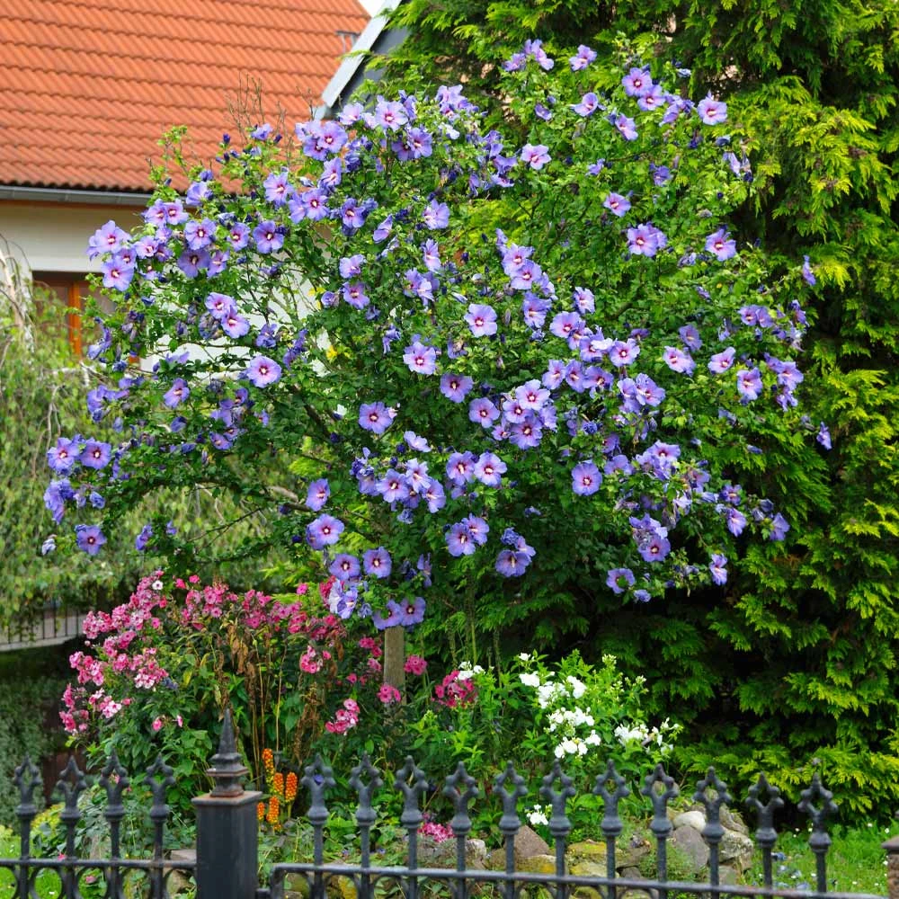 Azurri Blue Satin® Rose Of Sharon Althea Tree 2 Azurri Blue Satin® Rose Of Sharon Althea Tree - Image 2