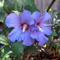 Azurri Blue Satin® Rose Of Sharon Althea Tree 10 Azurri Blue Satin® Rose Of Sharon Althea Tree -Plant Sales Store Blue Satin Rose Of Sharon Tree 2