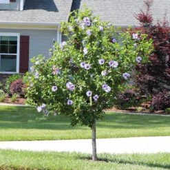 Azurri Blue Satin® Rose Of Sharon Althea Tree 9 Azurri Blue Satin® Rose Of Sharon Althea Tree -Plant Sales Store Blue Satin Rose Of Sharon Tree 3