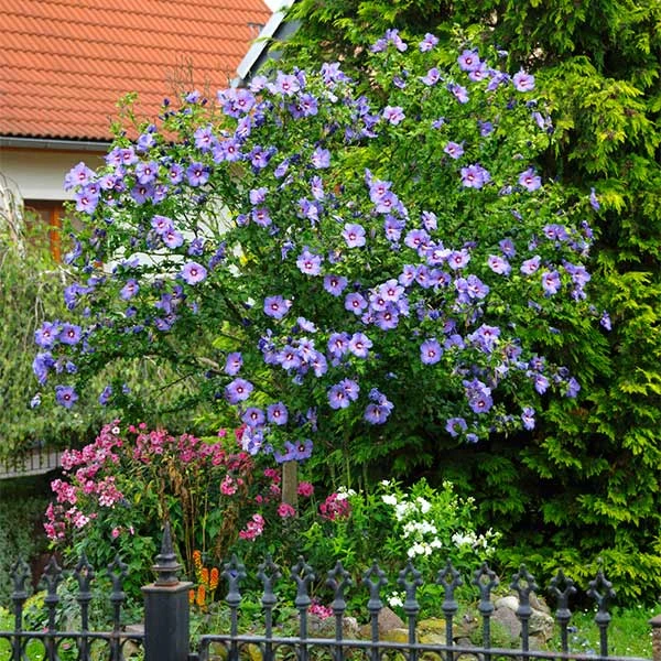 Azurri Blue Satin® Rose Of Sharon Althea Tree 1 Azurri Blue Satin® Rose Of Sharon Althea Tree