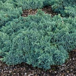 Blue Star Juniper Shrub 9 Blue Star Juniper Shrub -Plant Sales Store Blue Star Juniper 4