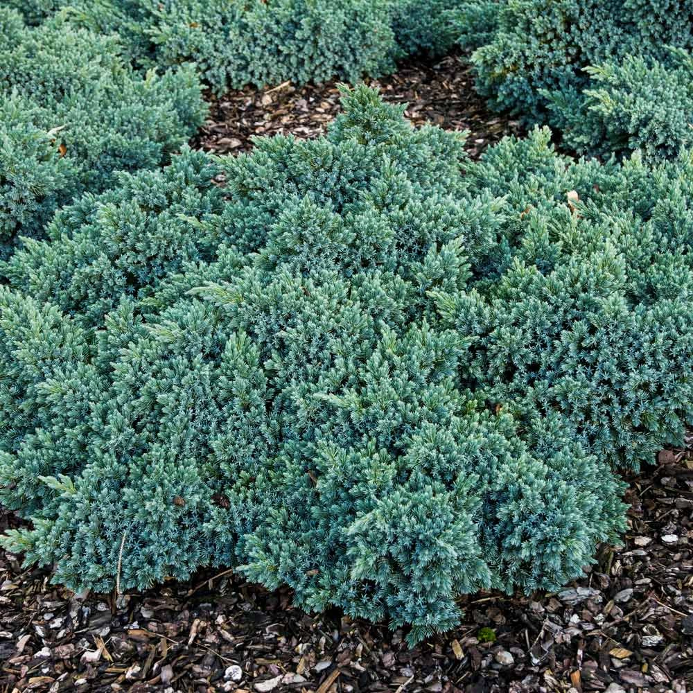 Blue Star Juniper Shrub 5 Blue Star Juniper Shrub - Image 5