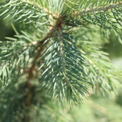 Blue Wonder Spruce Tree 7 Blue Wonder Spruce Tree -Plant Sales Store Blue Wonder Spruce 3 FGT