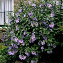 Bluebird Rose Of Sharon Hibiscus Shrub -Plant Sales Store Bluebird Hibiscus 2