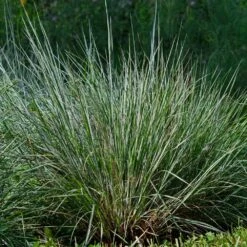 Blues Little Bluestem Grass -Plant Sales Store Bluestem Grass The Blues 4