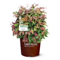 Blush Pink™ Nandina Shrub -Plant Sales Store Blush Pink Nandina 6
