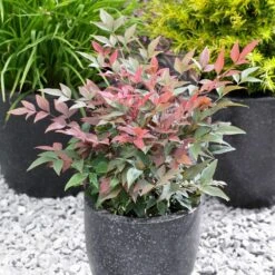 Blush Pink™ Nandina Shrub -Plant Sales Store Blush Pink Nandina FGT 5