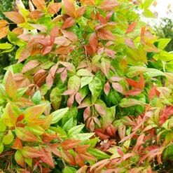 Blush Pink™ Nandina Shrub -Plant Sales Store Blush Pink Nandina FGT 6