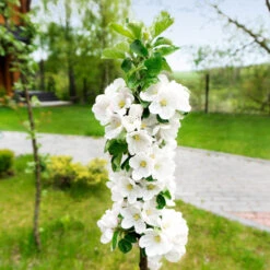 Blushing Delight™ Columnar Apple Tree 8 Blushing Delight™ Columnar Apple Tree -Plant Sales Store Blushing Delight Columnar Apple 3