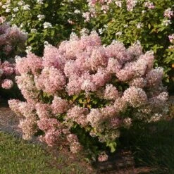 Bobo® Hydrangea Shrub -Plant Sales Store Bobo Hyrangea 4 FGT
