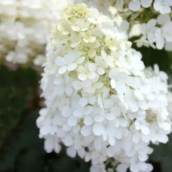 Bobo® Hydrangea Shrub -Plant Sales Store Bobo Hyrangea 5