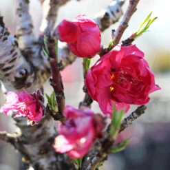 Bonanza Patio Peach Tree 6 Bonanza Patio Peach Tree -Plant Sales Store Bonanza Peach tree 4 FGT