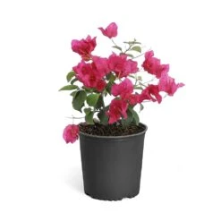 Barbara Karst Bougainvillea 19 Barbara Karst Bougainvillea -Plant Sales Store Bougainvillea Barbera Karst 6inch 68480f0d df5e 4cb0 b8d1 912b64b1b5ce