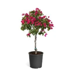 Barbara Karst Bougainvillea 21 Barbara Karst Bougainvillea -Plant Sales Store Bougainvillea Barbera Karst Tree 46e6ff16 c20a 427c 82cd c6d7d103fd68