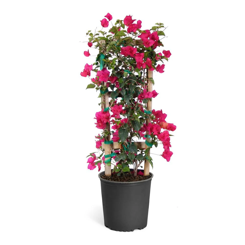 Barbara Karst Bougainvillea 10 Barbara Karst Bougainvillea - Image 10