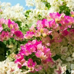 Bi-Color Bougainvillea Tree 5 Bi-Color Bougainvillea Tree -Plant Sales Store Bougainvillea Braided 1