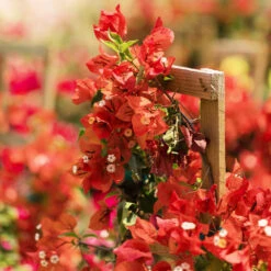 Sundown Orange Bougainvillea -Plant Sales Store Bougainvillea Sundown 2 FGT