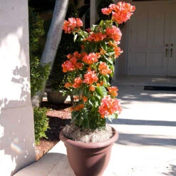Sundown Orange Bougainvillea -Plant Sales Store Bougainvillea Sundown 4