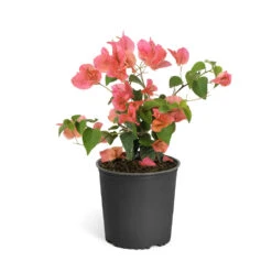 Sundown Orange Bougainvillea -Plant Sales Store Bougainvillea Sundown 6qt