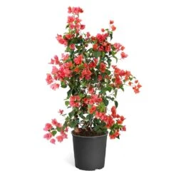 Sundown Orange Bougainvillea -Plant Sales Store Bougainvillea Sundown TR