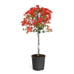 Sundown Orange Bougainvillea -Plant Sales Store Bougainvillea Sundown tree 4d36b09e a452 4d99 925a 39b7e18e729a